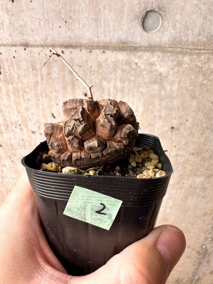 【現品限り】アフリカ亀甲竜【E2】 Dioscorea elephantipes