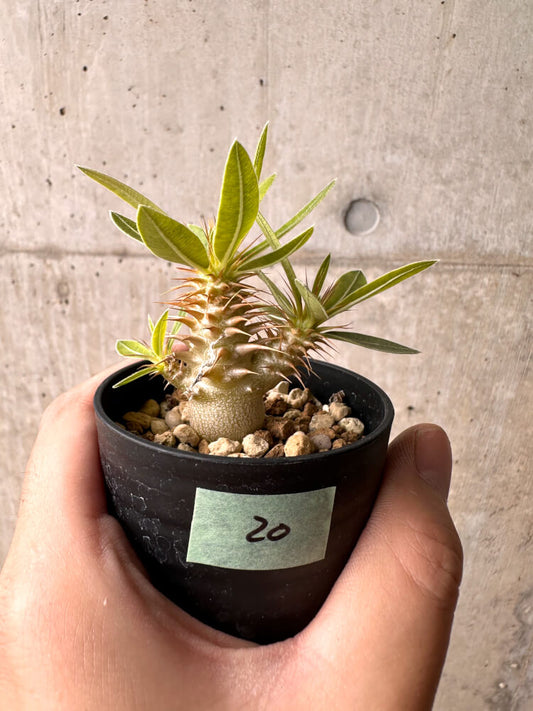 【現品限り】パキポディウム・マカイエンセ【E20】 Pachypodium makayense