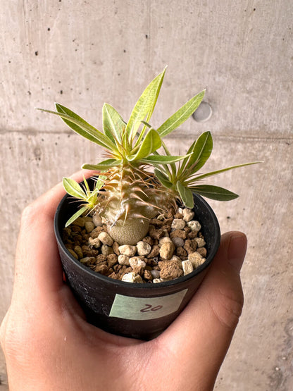 【現品限り】パキポディウム・マカイエンセ【E20】 Pachypodium makayense
