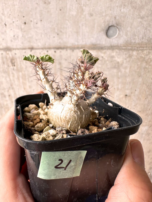 【現品限り】ヤトロファ・マルギナータ 有望【E21】 Jatropha marginata