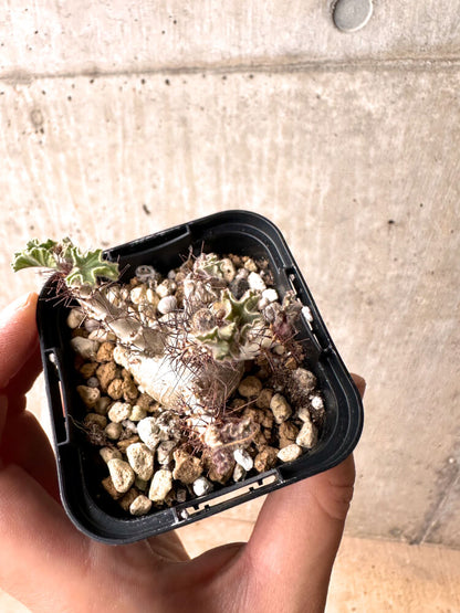 【現品限り】ヤトロファ・マルギナータ 有望【E21】 Jatropha marginata