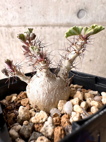 【現品限り】ヤトロファ・マルギナータ 有望【E21】 Jatropha marginata