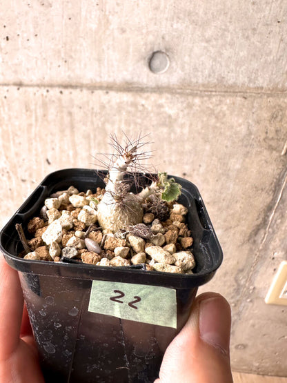 【現品限り】ヤトロファ・マルギナータ【E22】 Jatropha marginata