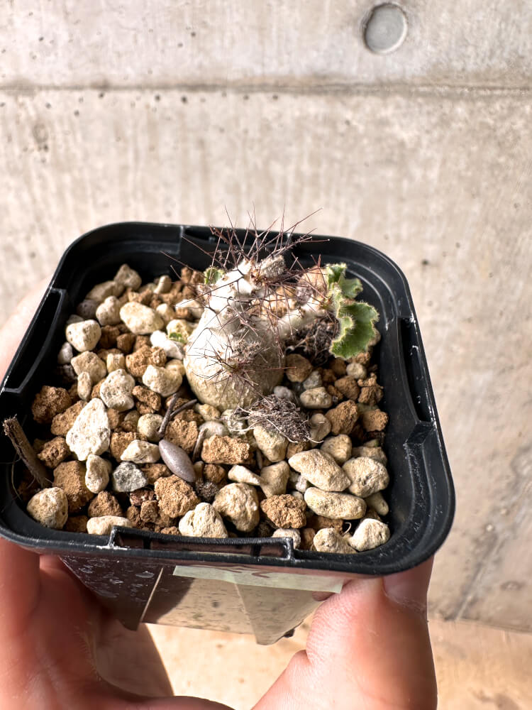 【現品限り】ヤトロファ・マルギナータ【E22】 Jatropha marginata