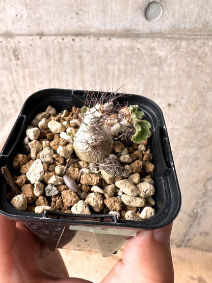 【現品限り】ヤトロファ・マルギナータ【E22】 Jatropha marginata