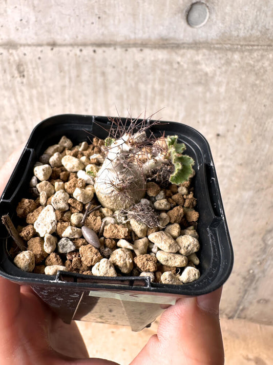 【現品限り】ヤトロファ・マルギナータ【E22】 Jatropha marginata