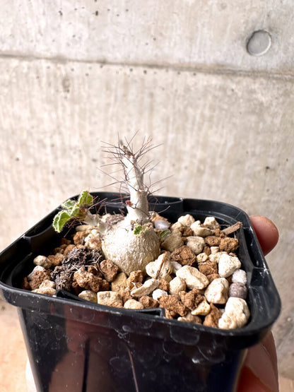 【現品限り】ヤトロファ・マルギナータ【E22】 Jatropha marginata