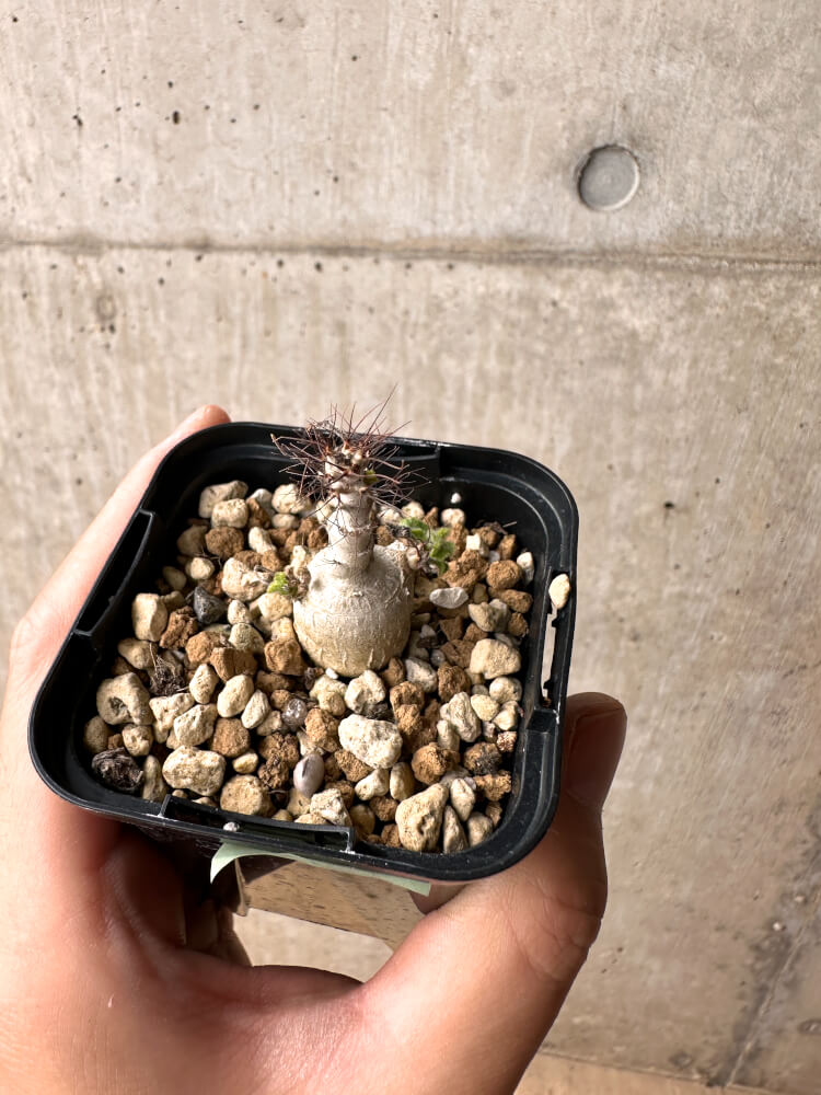 【現品限り】ヤトロファ・マルギナータ【E23】 Jatropha marginata