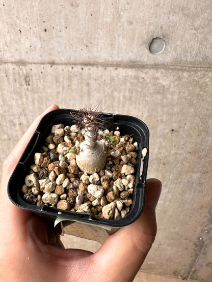 【現品限り】ヤトロファ・マルギナータ【E23】 Jatropha marginata