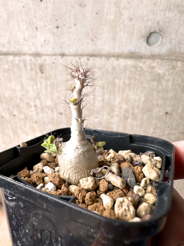 【現品限り】ヤトロファ・マルギナータ【E23】 Jatropha marginata