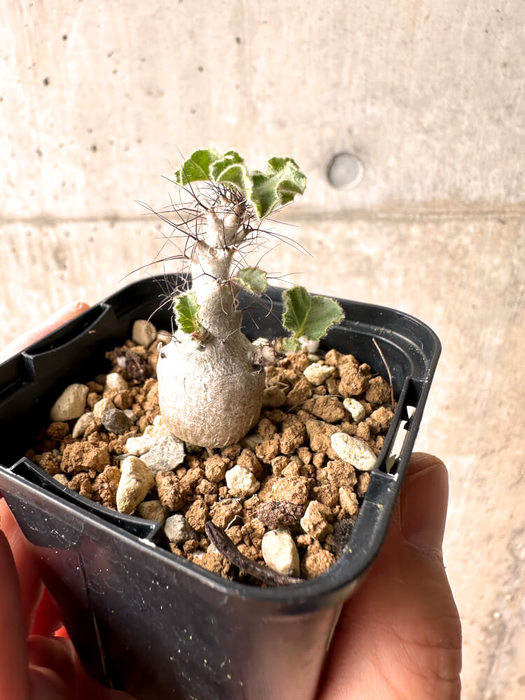 現品限り】ヤトロファ・マルギナータ【E24】 Jatropha marginata 塊根