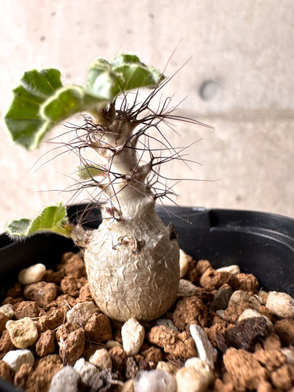 【現品限り】ヤトロファ・マルギナータ【E24】 Jatropha marginata