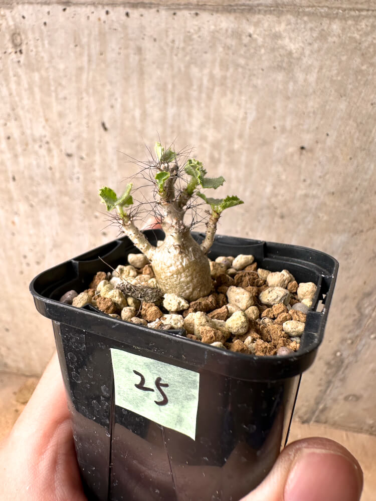 【現品限り】ヤトロファ・マルギナータ【E25】 Jatropha marginata