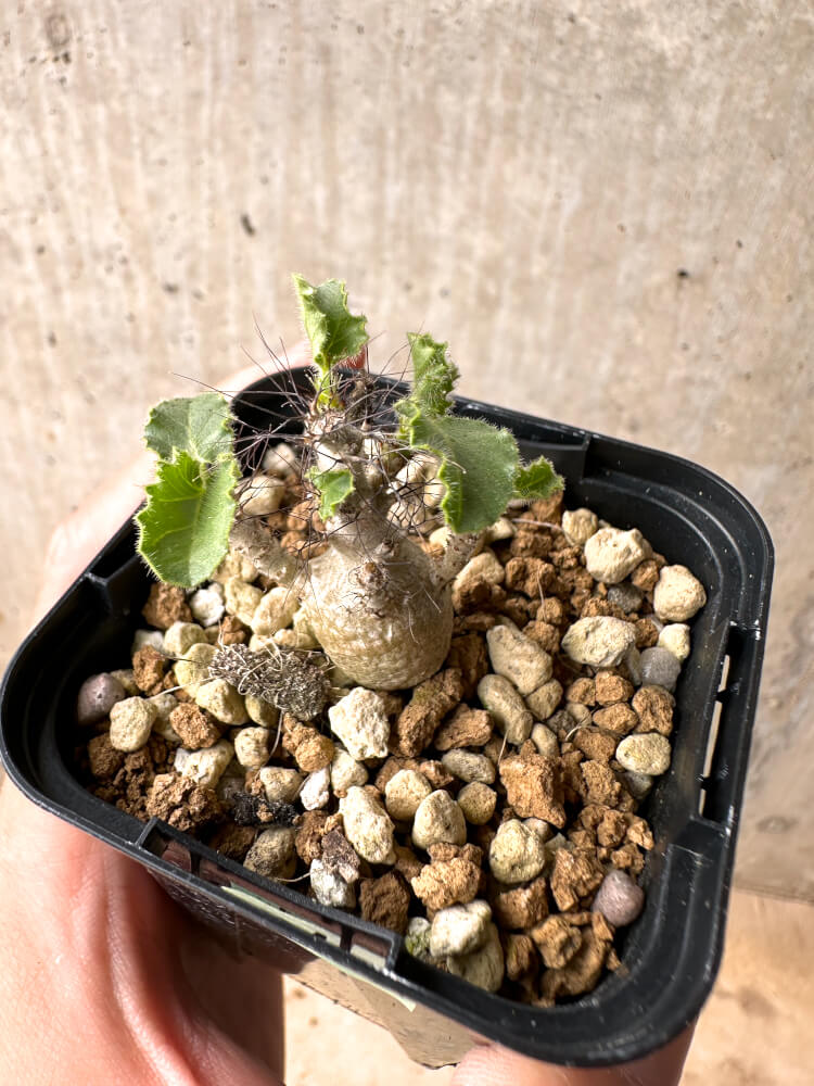 現品限り】ヤトロファ・マルギナータ【E25】 Jatropha marginata 塊根
