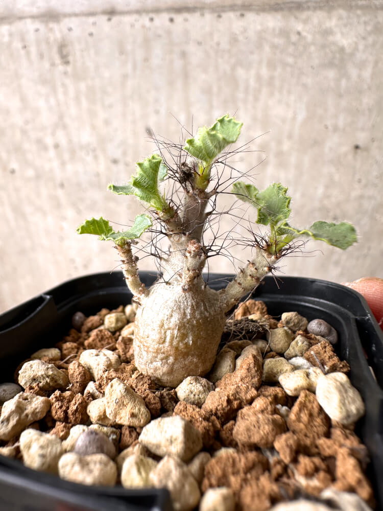 その他観葉植物 makoron 36e0765f2544b124c322333cfb776d
