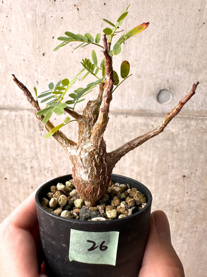 【現品限り】センナ・メリディオナリス 実生【E26】 Senna meridionalis