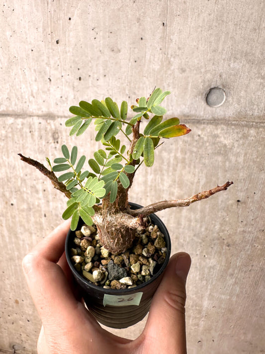 【現品限り】センナ・メリディオナリス 実生【E26】 Senna meridionalis