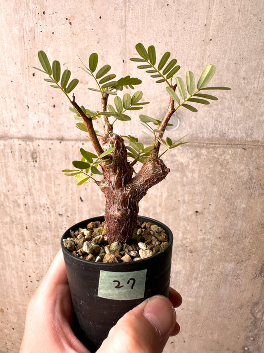 【現品限り】センナ・メリディオナリス 実生【E27】 Senna meridionalis