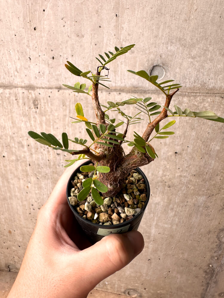 【現品限り】センナ・メリディオナリス 実生【E27】 Senna meridionalis