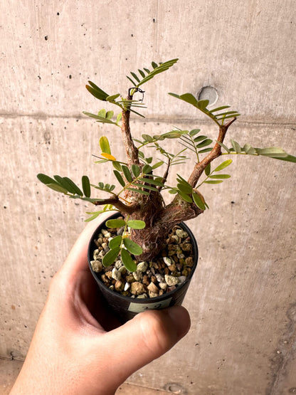 【現品限り】センナ・メリディオナリス 実生【E27】 Senna meridionalis