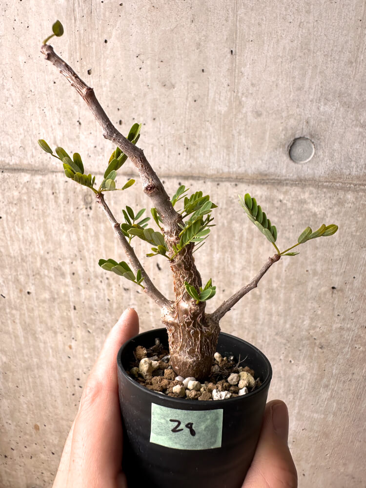 【現品限り】センナ・メリディオナリス 実生【E28】 Senna meridionalis