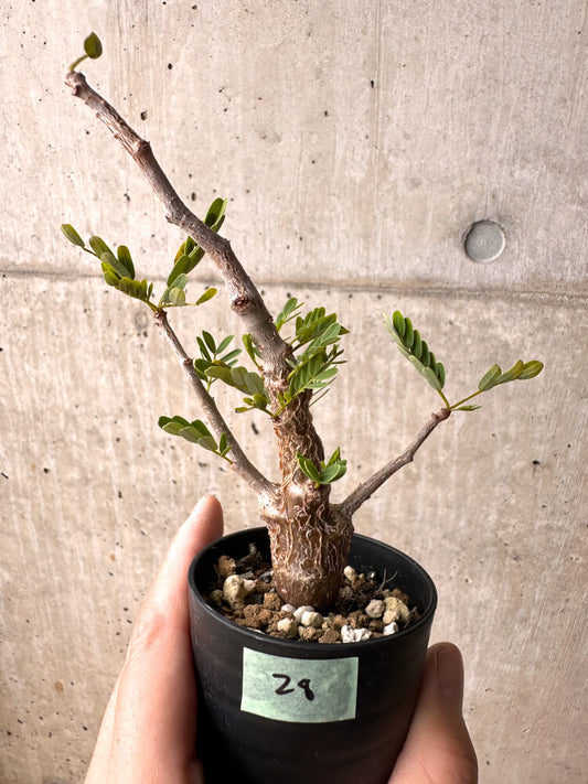 【現品限り】センナ・メリディオナリス 実生【E28】 Senna meridionalis