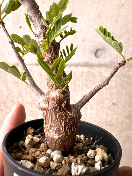 【現品限り】センナ・メリディオナリス 実生【E28】 Senna meridionalis