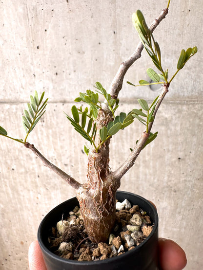 【現品限り】センナ・メリディオナリス 実生【E28】 Senna meridionalis