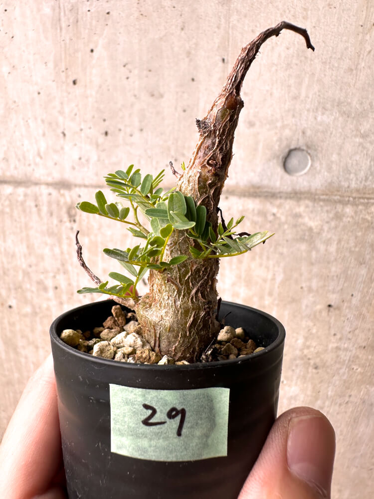 【現品限り】センナ・メリディオナリス 実生【E29】 Senna meridionalis