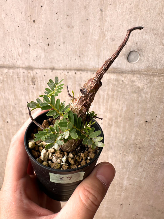 【現品限り】センナ・メリディオナリス 実生【E29】 Senna meridionalis