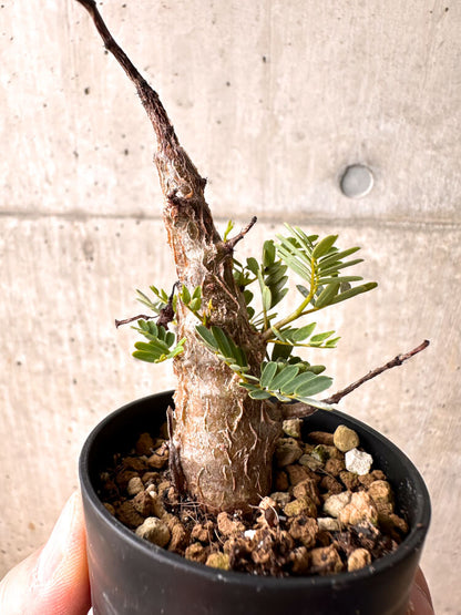 【現品限り】センナ・メリディオナリス 実生【E29】 Senna meridionalis