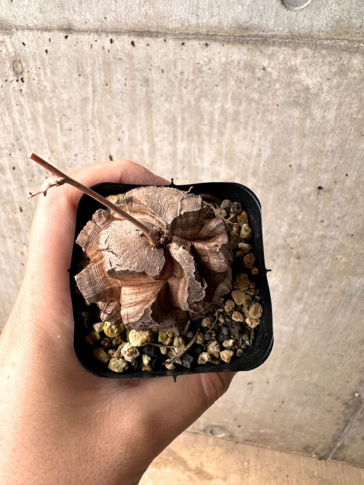 【現品限り】アフリカ亀甲竜【E2】 Dioscorea elephantipes