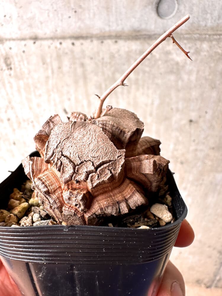 【現品限り】アフリカ亀甲竜【E2】 Dioscorea elephantipes