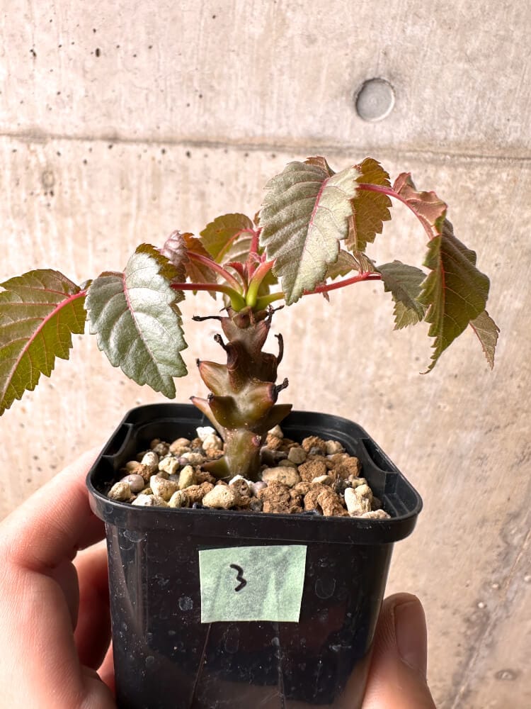 【現品限り】ベイセリア・メキシカーナ【E3】 Beiselia mexicana