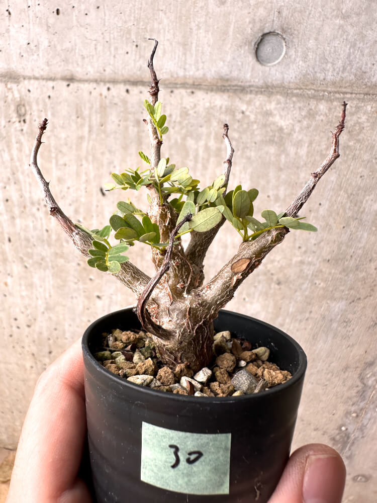 【現品限り】センナ・メリディオナリス 実生【E30】 Senna meridionalis