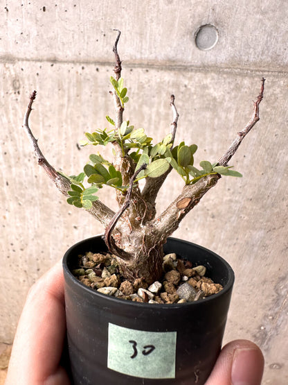 【現品限り】センナ・メリディオナリス 実生【E30】 Senna meridionalis