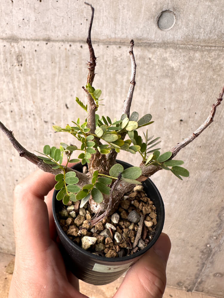 【現品限り】センナ・メリディオナリス 実生【E30】 Senna meridionalis