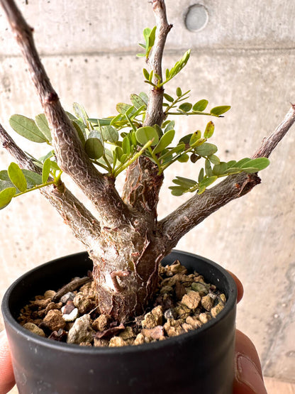 【現品限り】センナ・メリディオナリス 実生【E30】 Senna meridionalis