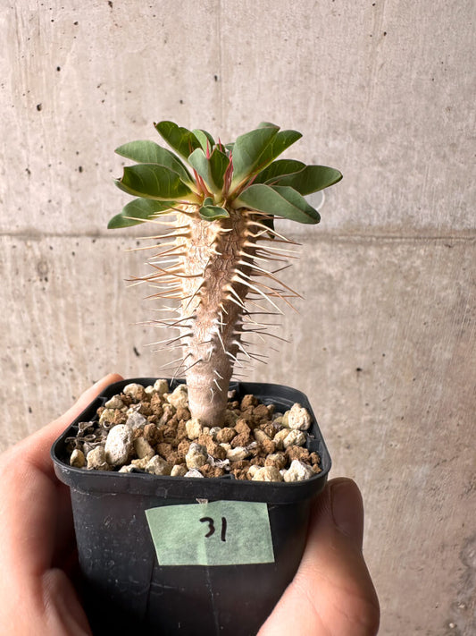 【現品限り】ユーフォルビア・ギラウミニアナ【E31】 Euphorbia guillauminiana