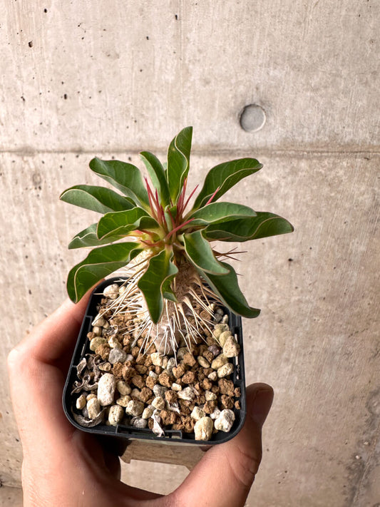 【現品限り】ユーフォルビア・ギラウミニアナ【E31】 Euphorbia guillauminiana