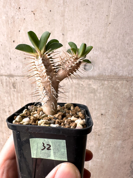 【現品限り】ユーフォルビア・ギラウミニアナ【E32】 Euphorbia guillauminiana