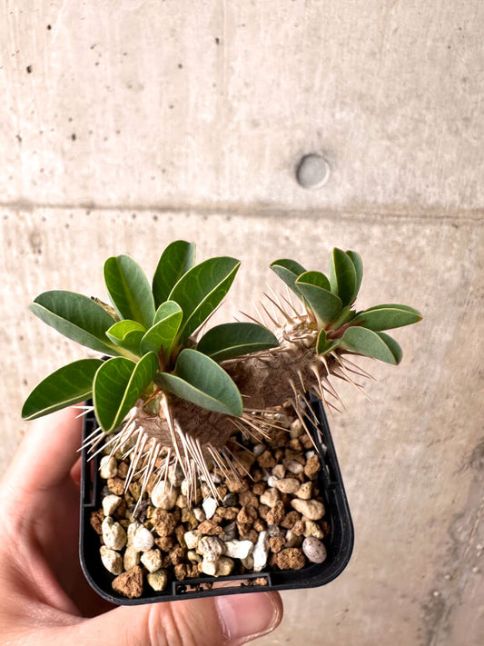 【現品限り】ユーフォルビア・ギラウミニアナ【E32】 Euphorbia guillauminiana