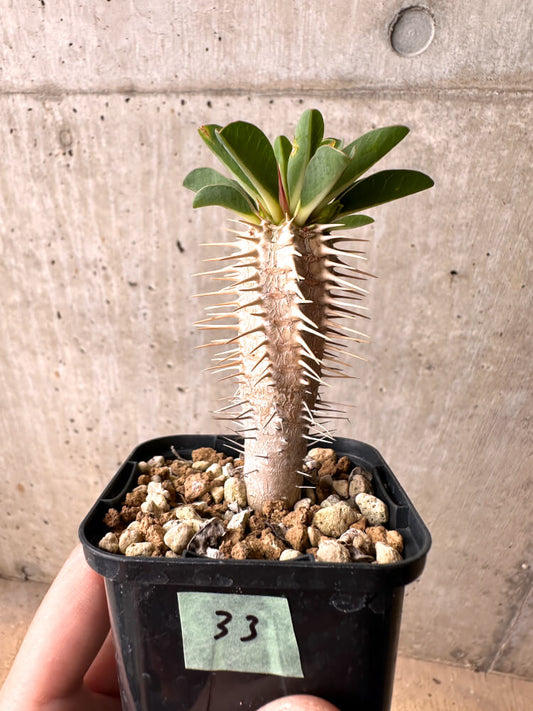 【現品限り】ユーフォルビア・ギラウミニアナ【E33】 Euphorbia guillauminiana