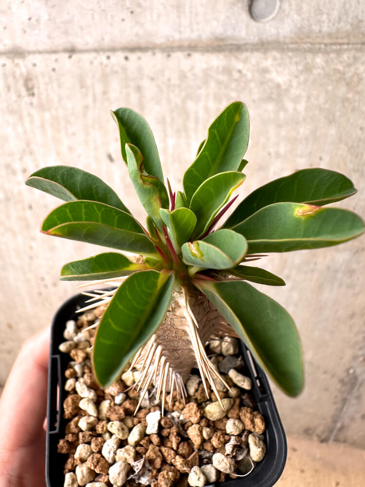 【現品限り】ユーフォルビア・ギラウミニアナ【E33】 Euphorbia guillauminiana