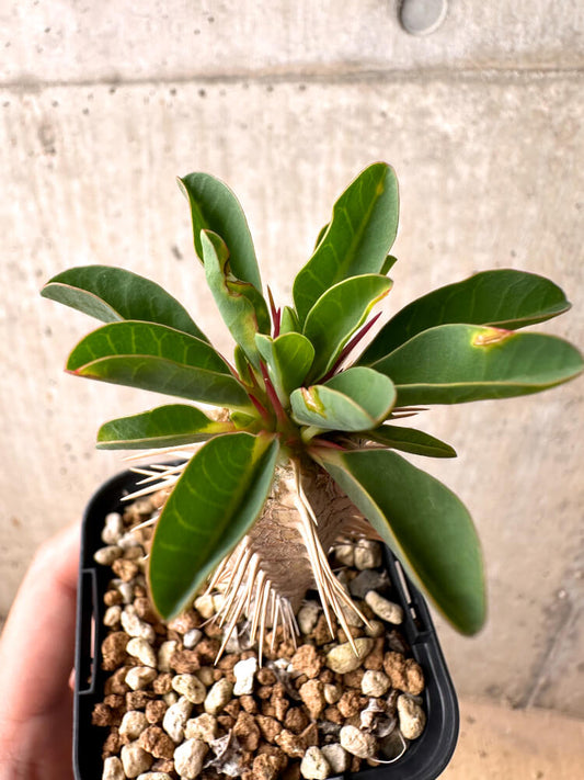 【現品限り】ユーフォルビア・ギラウミニアナ【E33】 Euphorbia guillauminiana