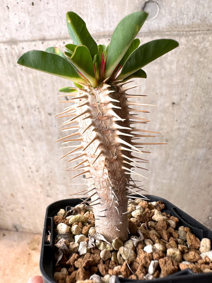 【現品限り】ユーフォルビア・ギラウミニアナ【E33】 Euphorbia guillauminiana
