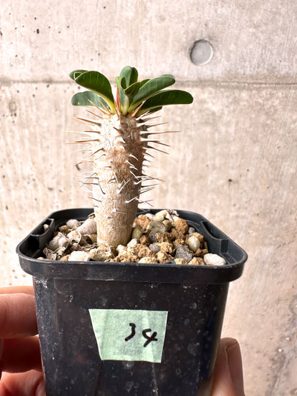 【現品限り】ユーフォルビア・ギラウミニアナ【E34】 Euphorbia guillauminiana