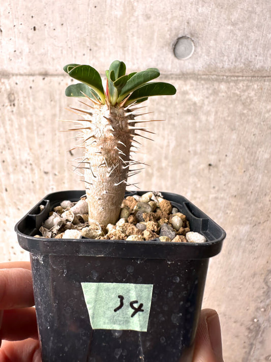 【現品限り】ユーフォルビア・ギラウミニアナ【E34】 Euphorbia guillauminiana