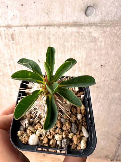 【現品限り】ユーフォルビア・ギラウミニアナ【E34】 Euphorbia guillauminiana