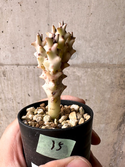 【現品限り】カラルマ・ソコトラナ【E35】 Caralluma socotrana